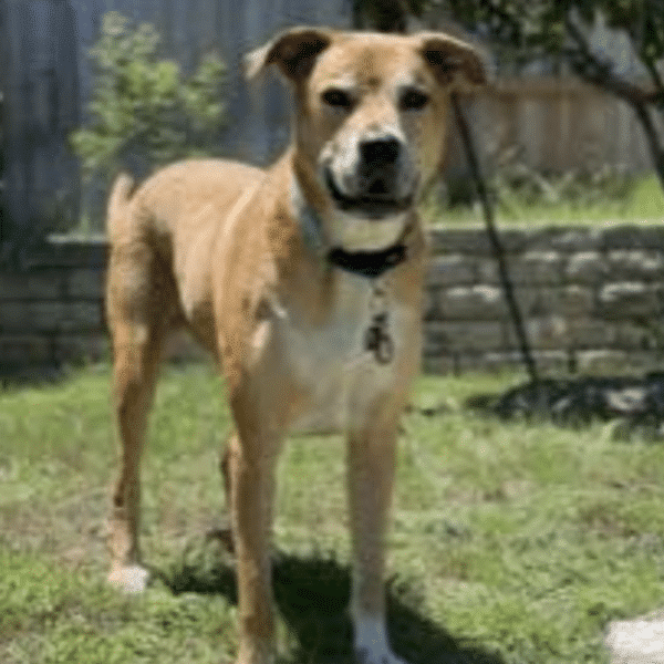 This is Adonis, a brown and white Hound Great Dane Mix; 8 yrs old, available for adoption At Austin Pets Alive in Austin Tx. He's shown here standing on a patch of grass.